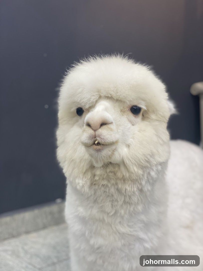 Close-up of an Alpaca
