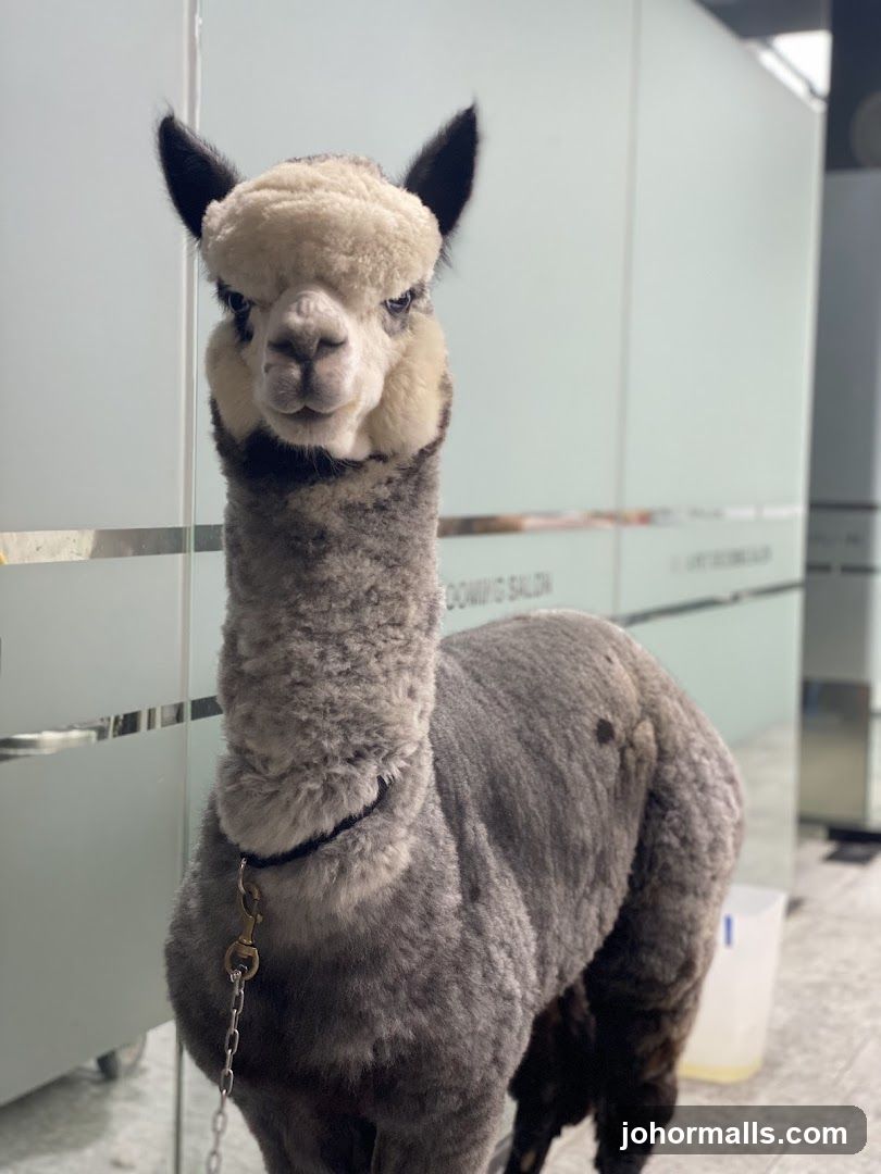 Alpaca in a Grooming Salon