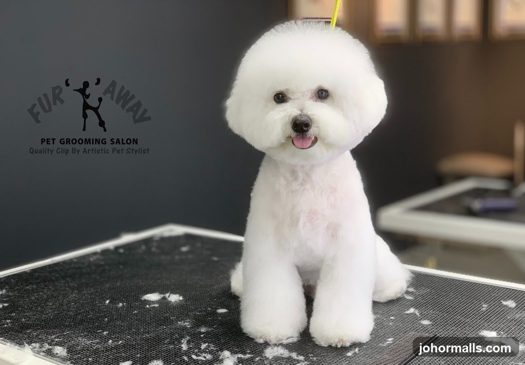 Groomed Bichon Frise