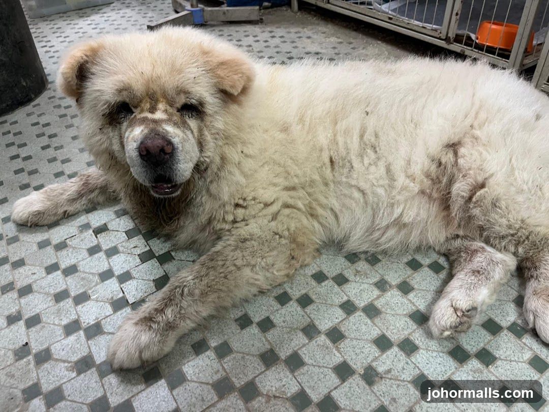 Fluffy dog lying on tiled floor
