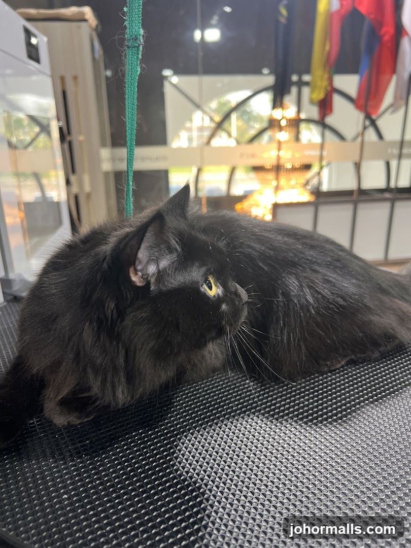 Black cat on grooming table