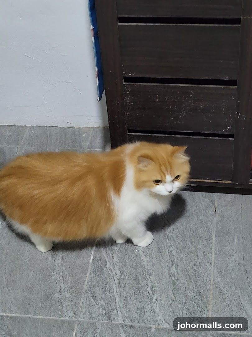 Orange and White Cat