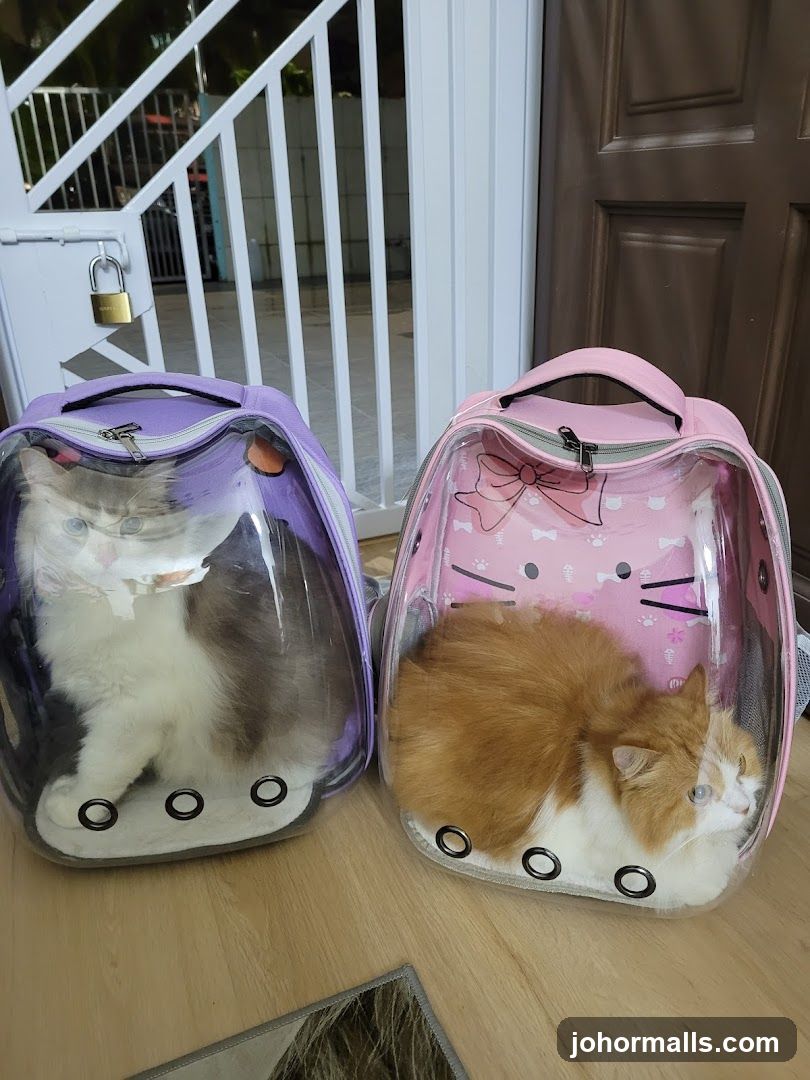 Two Cats in Pet Carriers