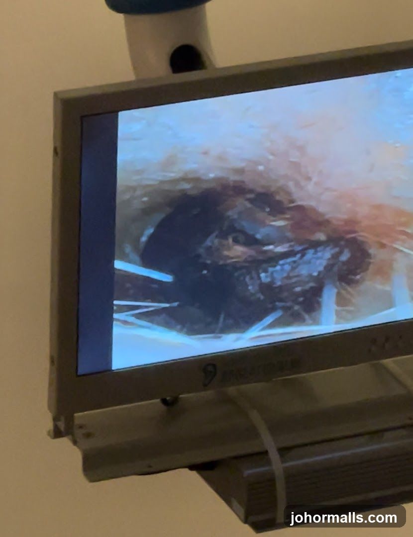 Close-up of an ear canal on a monitor