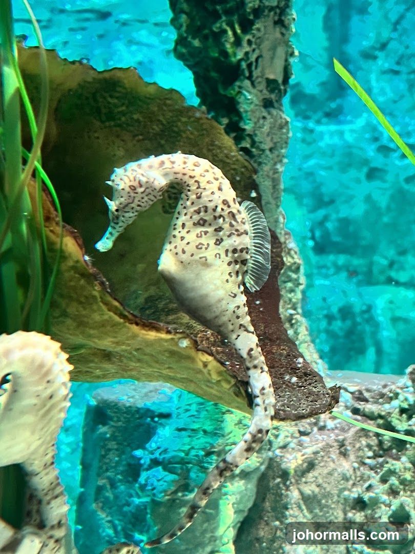 Seahorse in Aquarium