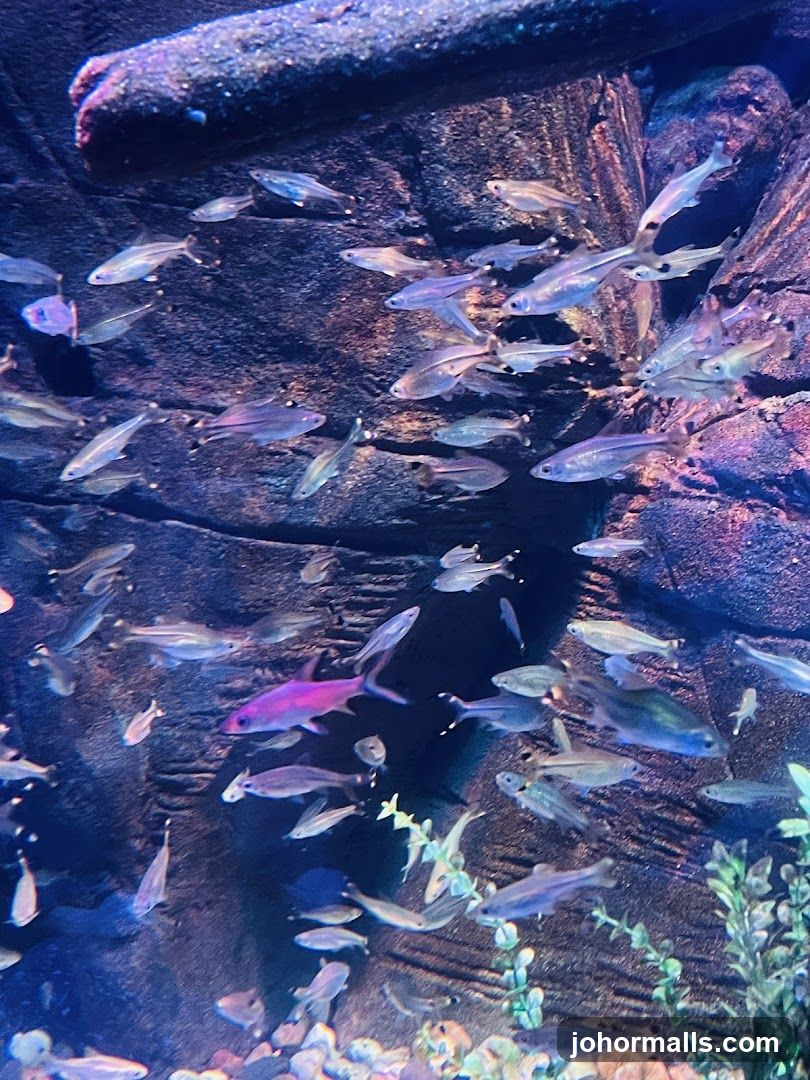 School of Fish