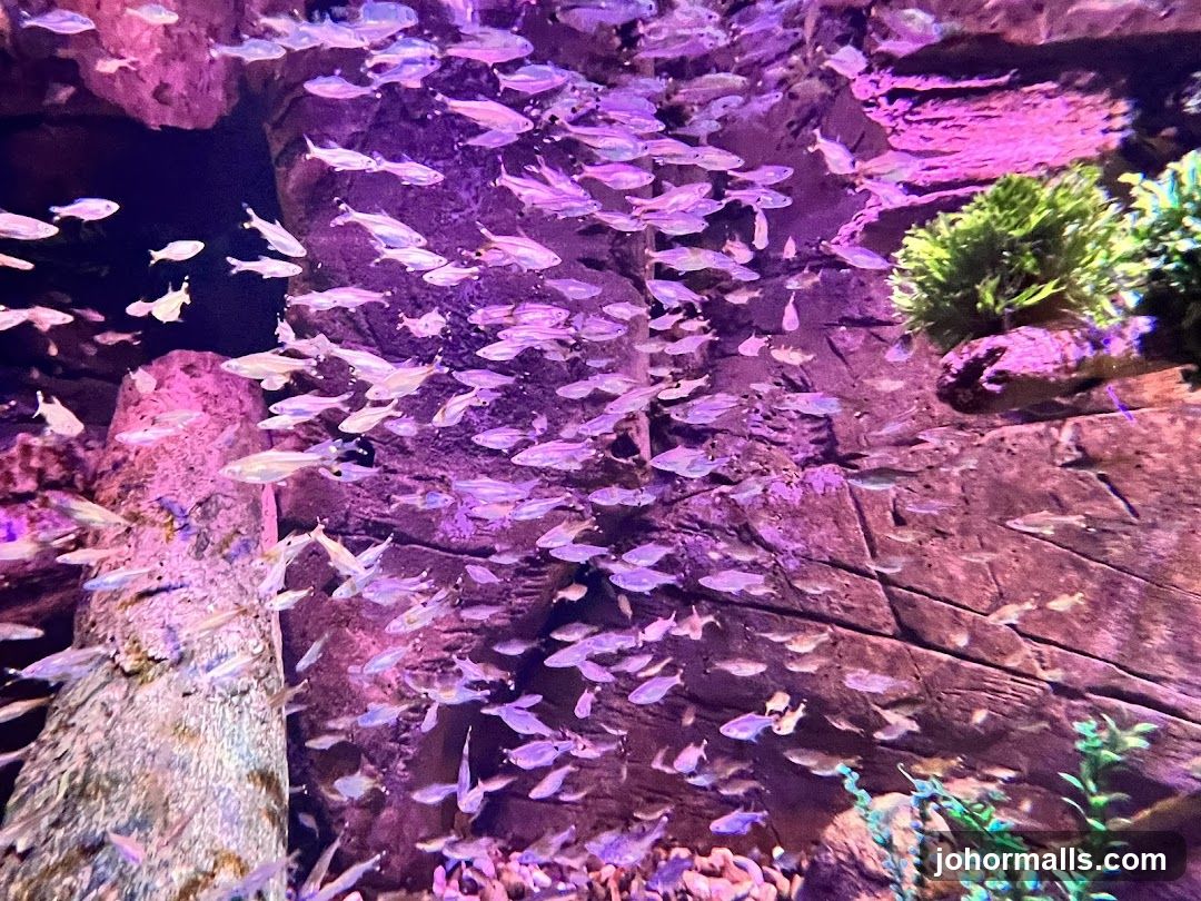 School of Fish in Aquarium