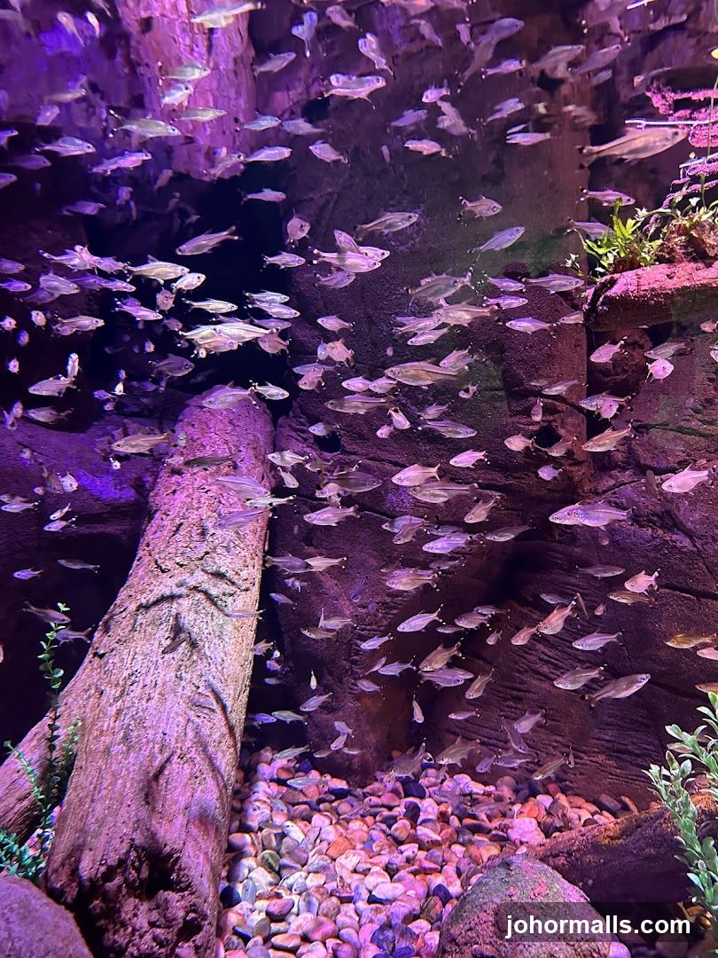 School of Fish in Aquarium