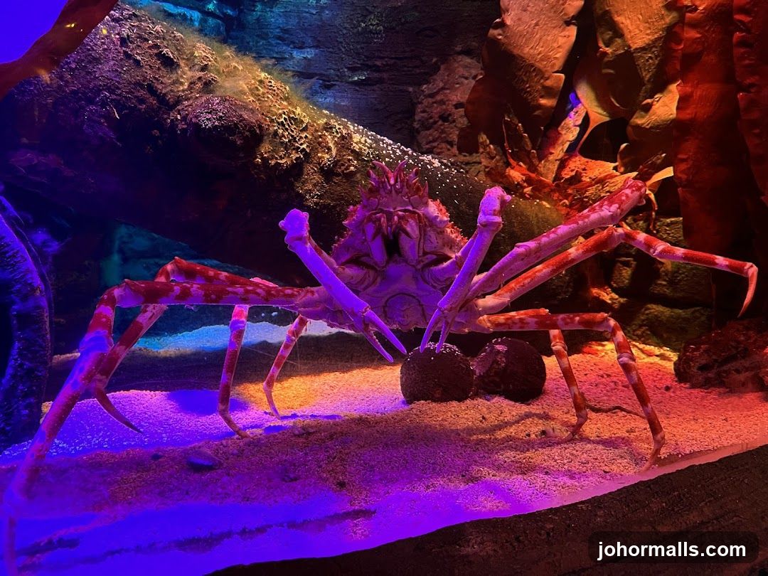 Giant Spider Crab
