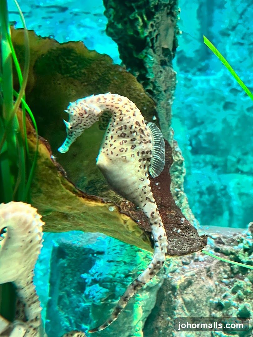 Seahorse in Aquarium