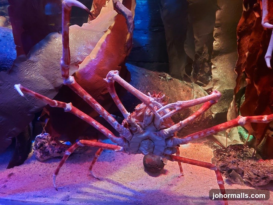 Japanese Spider Crab