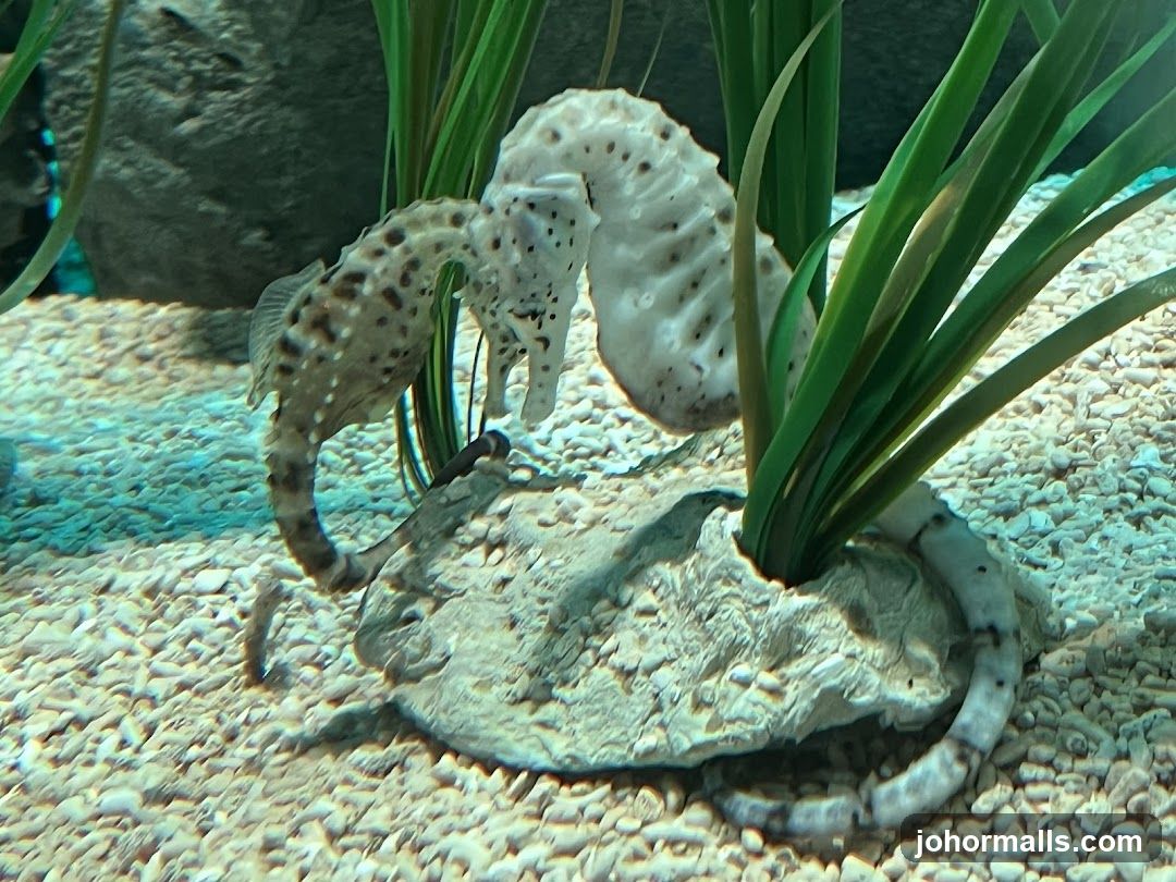 Seahorses in Aquarium