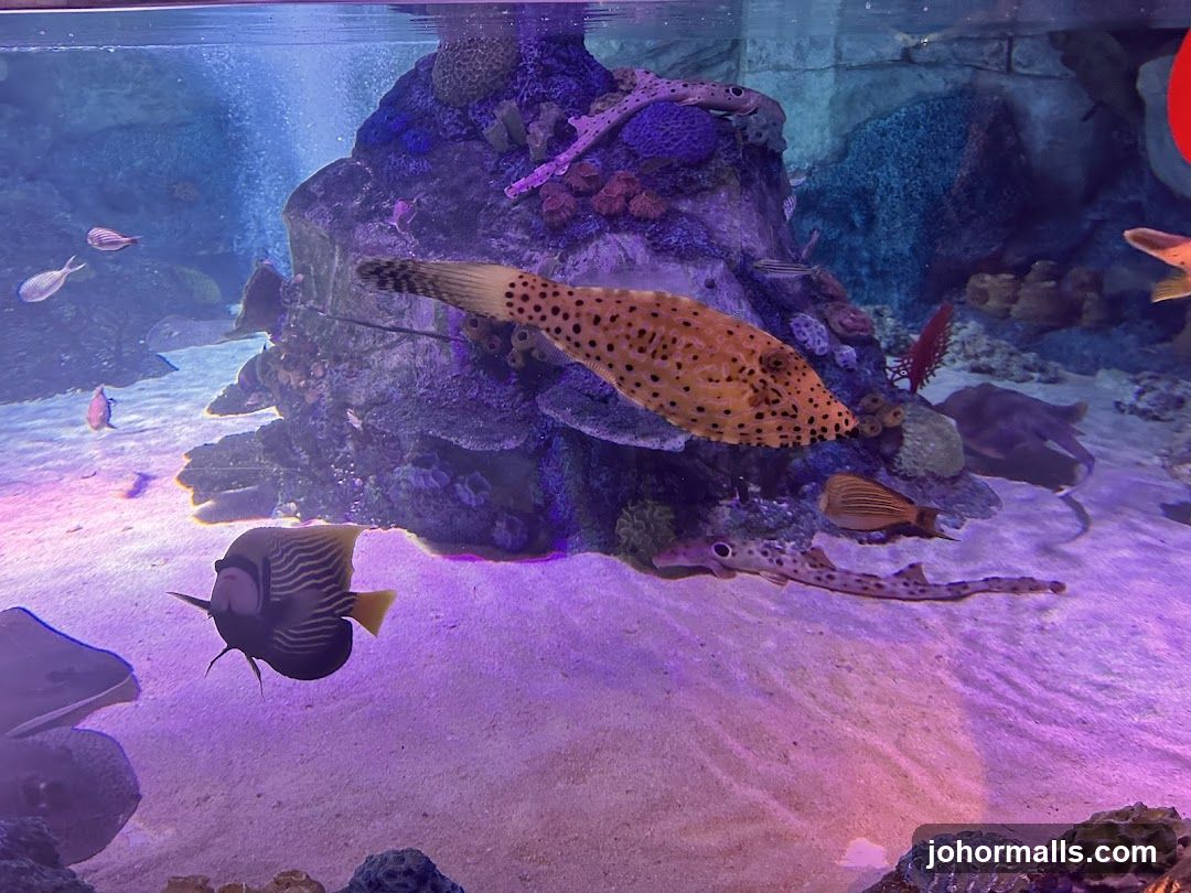Aquarium Tank with Various Fish