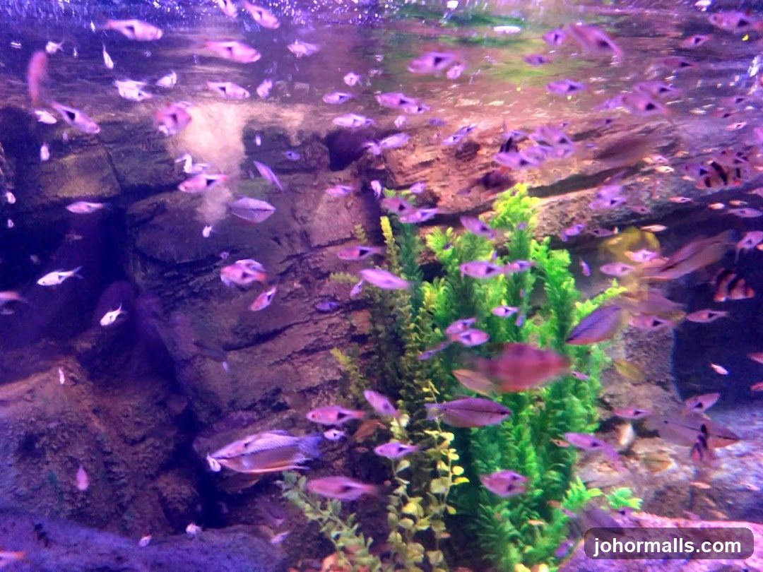 Aquarium with Fish and Plants