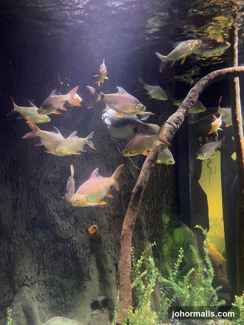 Fish in Aquarium
