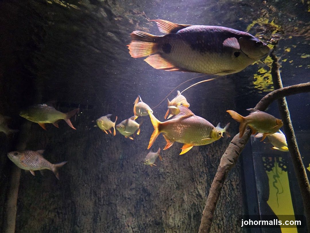 Aquarium Fish