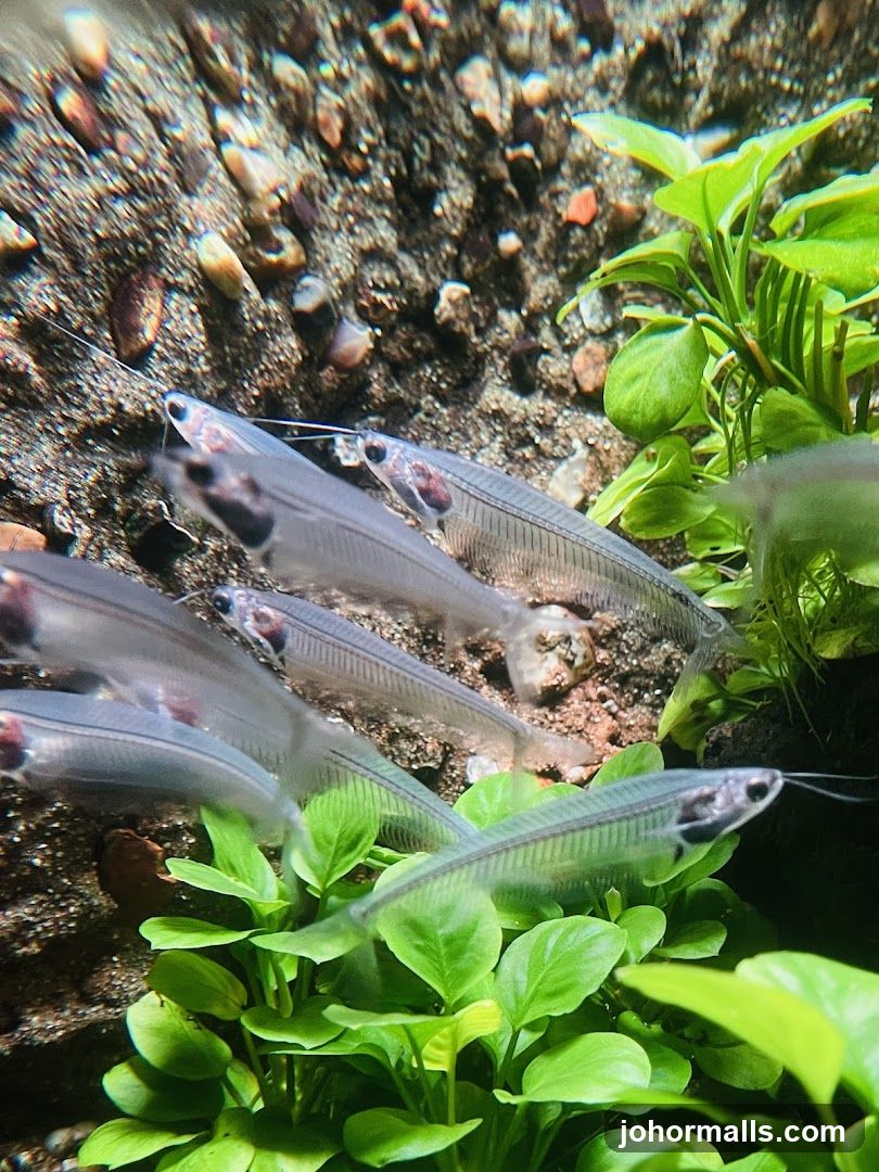 Glass Catfish in Aquarium