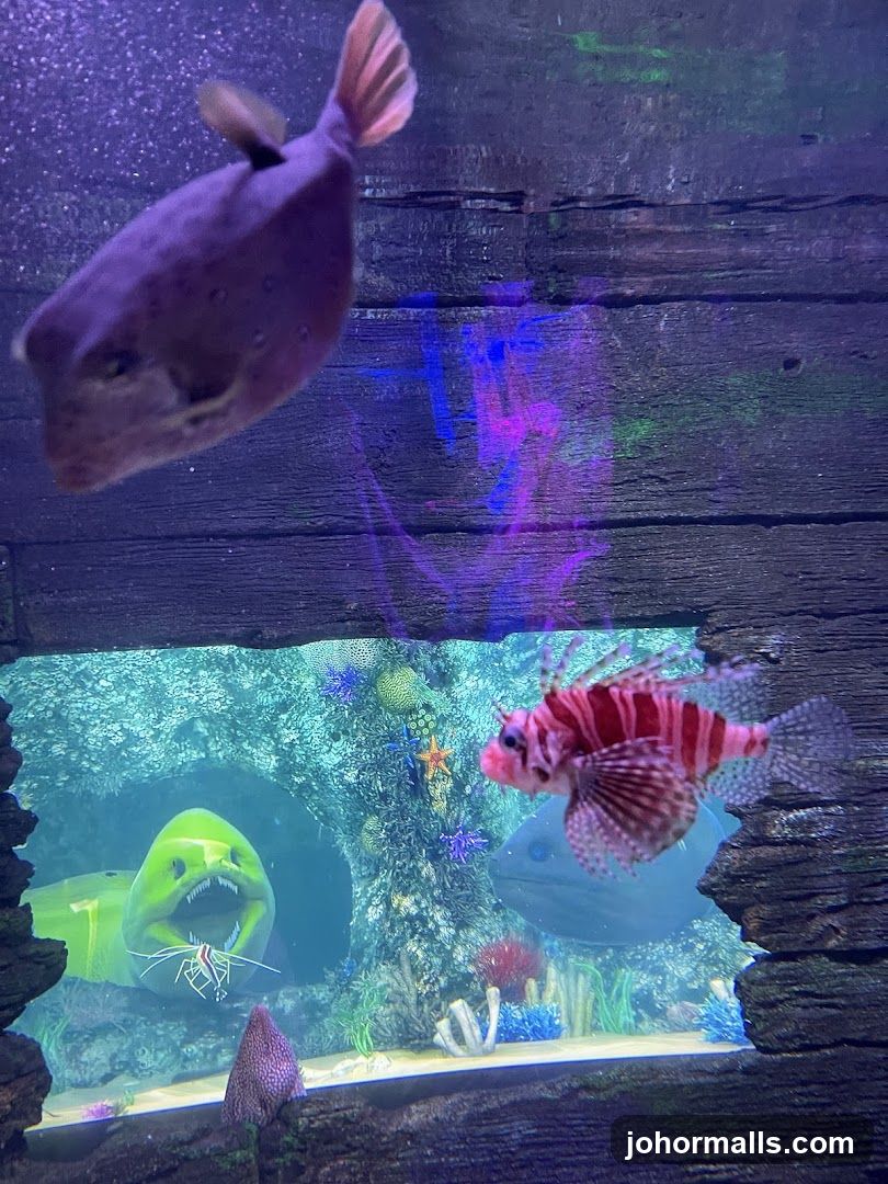 Aquarium Display