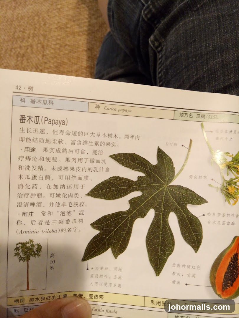 Papaya Plant Description