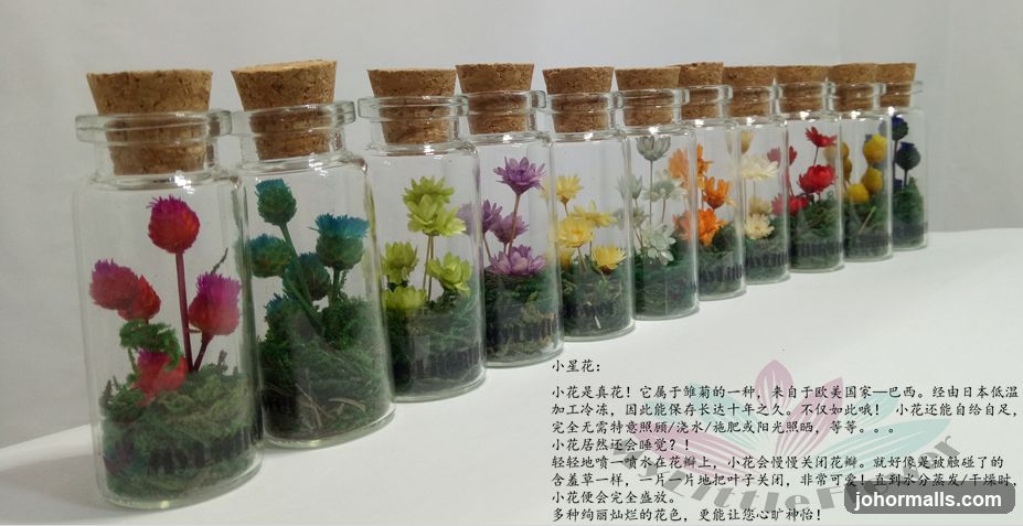 Dried Flowers in Glass Bottles
