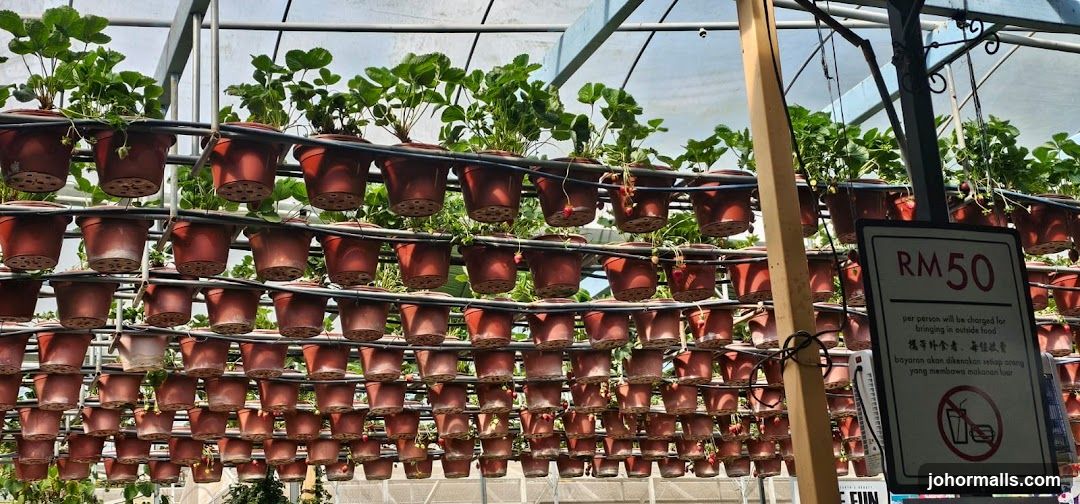 Strawberry Farm