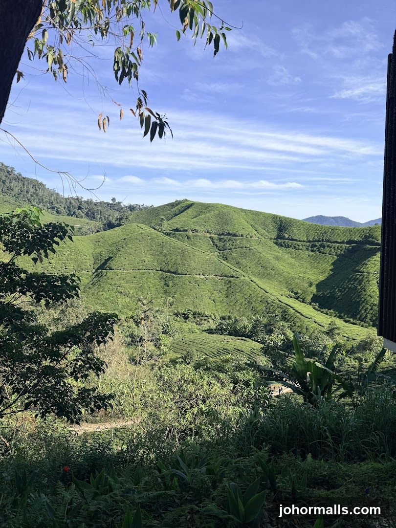 Tea Plantations Under a Blue Sky