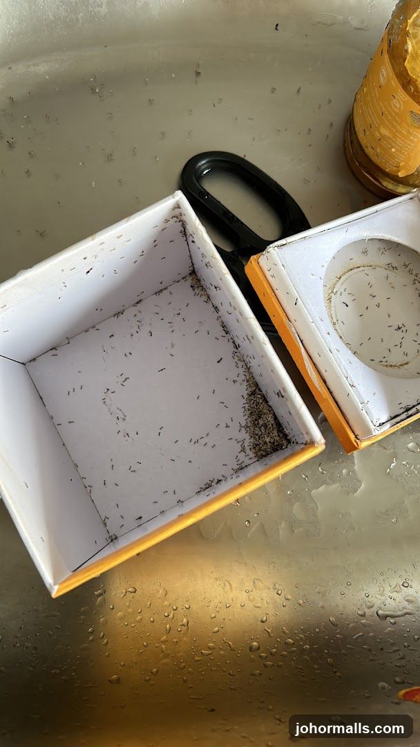 Ants in a box