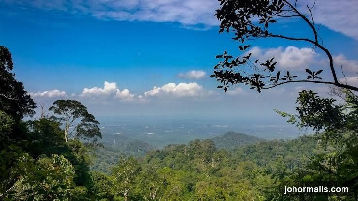 Lush green forest landscape with a hazy valley and blue sky