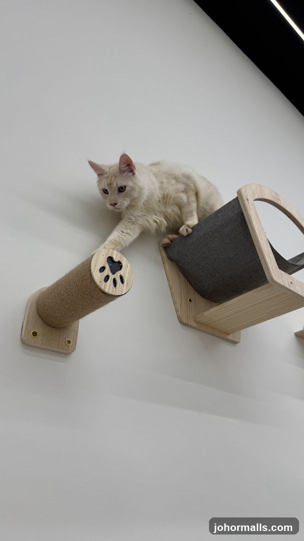 The Cat's Corner