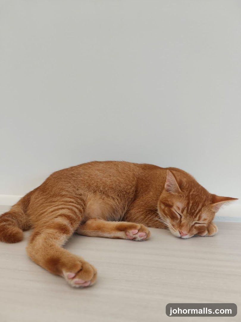The Cat's Corner