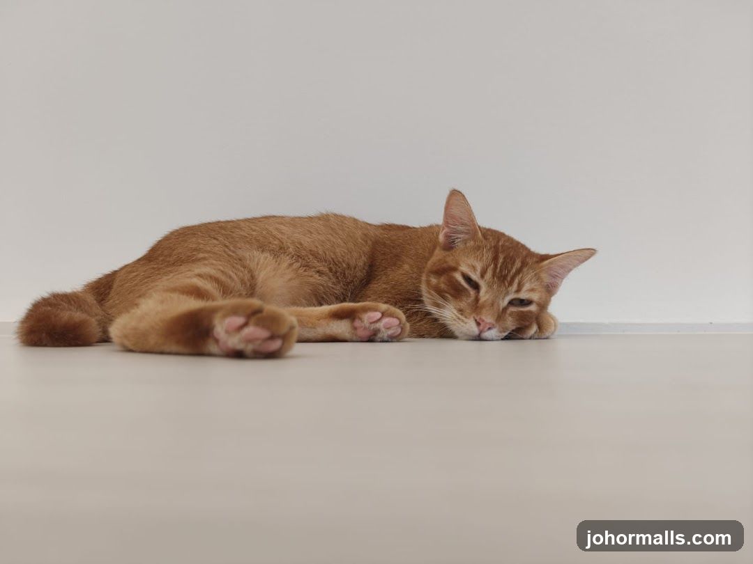 Orange Cat Resting