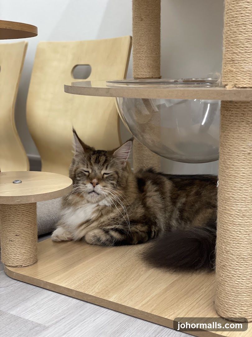 Cat Resting on a Cat Tree