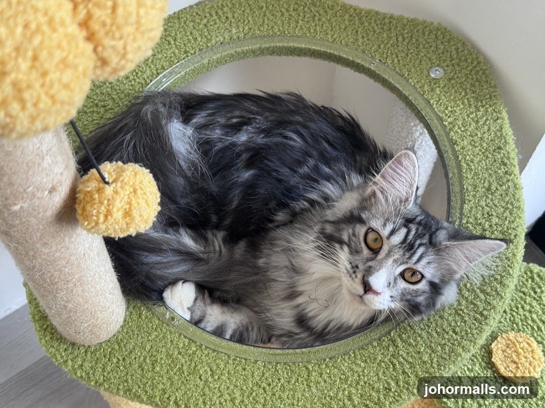 Cat on a scratching post