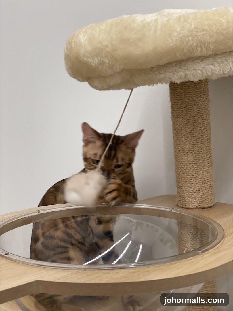 Cat playing with toy on cat tree