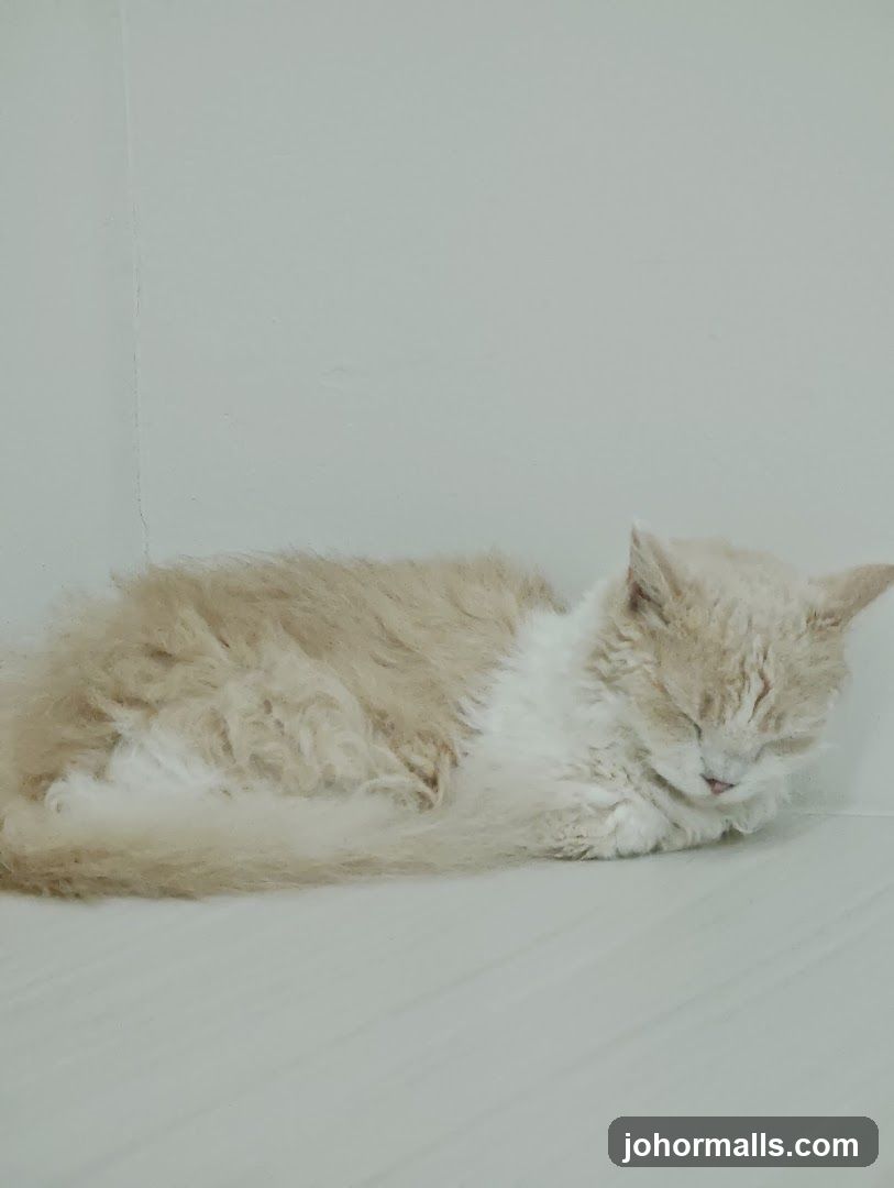 Cat sleeping