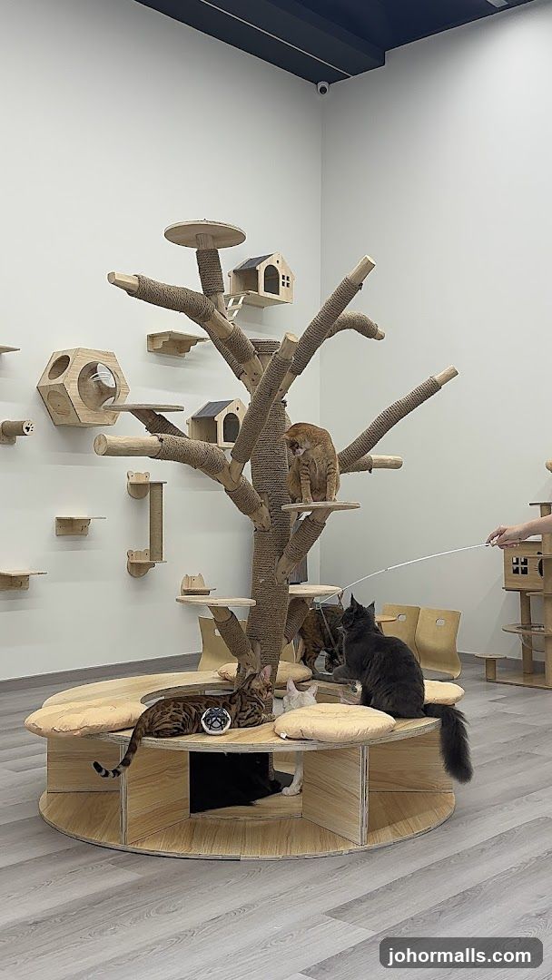 Cat Cafe Interior