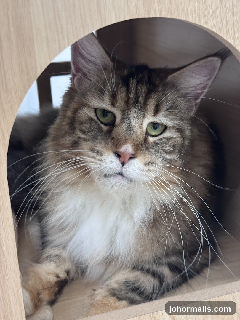 Cat in a wooden enclosure