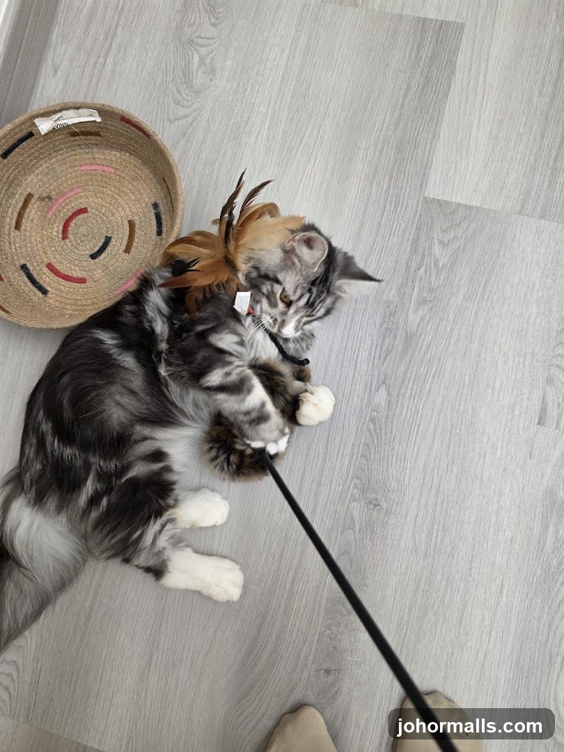 Cat playing with a feather toy
