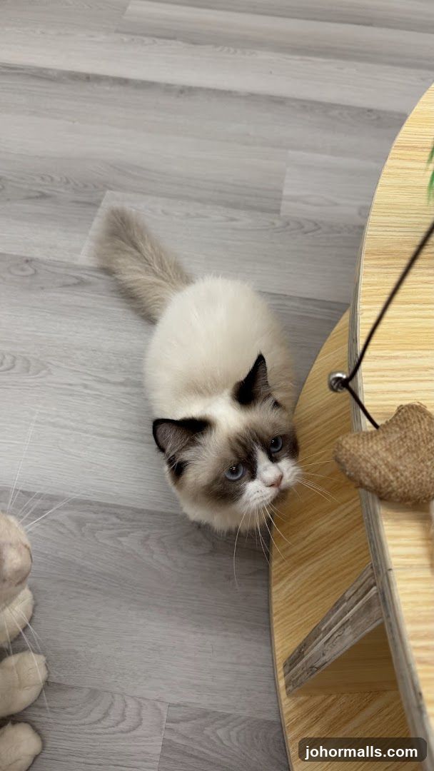 Cat playing with a toy