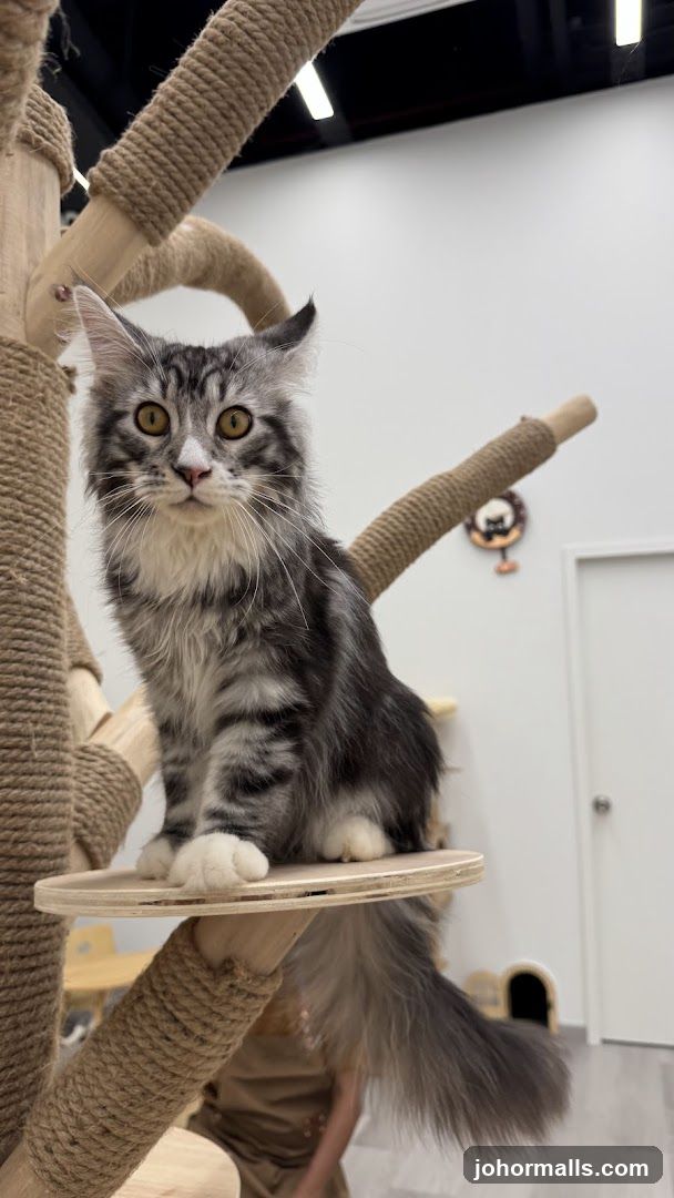 Cat on a scratching post