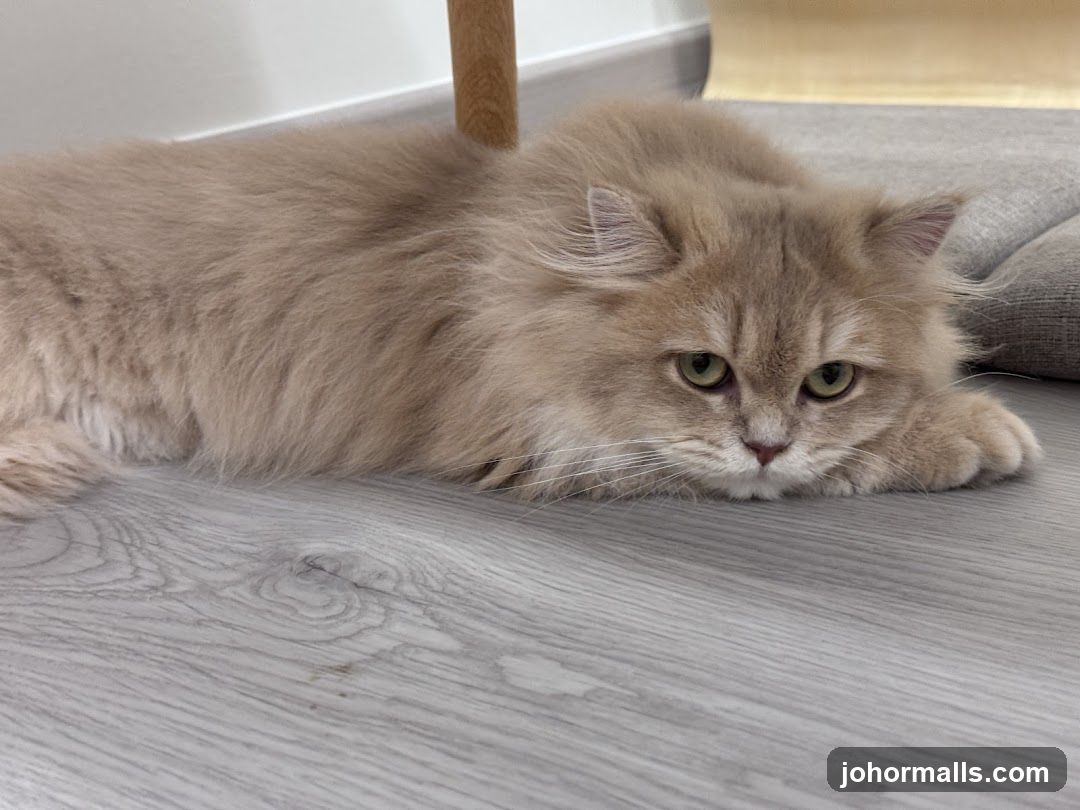 Fluffy Cat Lying Down