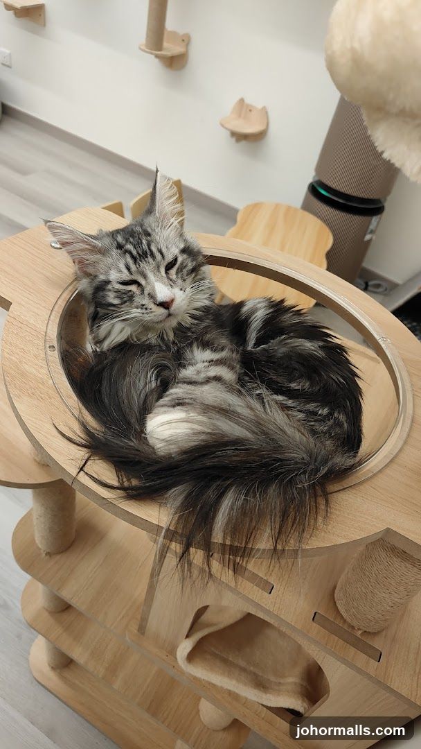 Cat relaxing on a multi-level cat tree