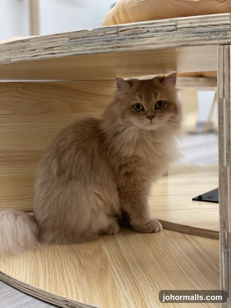 Fluffy Cat Under Table