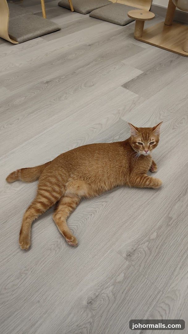Orange cat lying on floor
