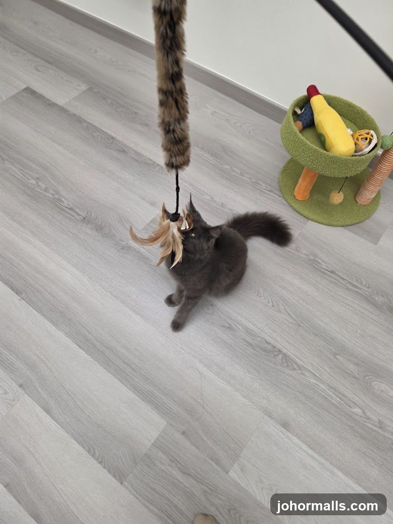 Cat playing with a toy