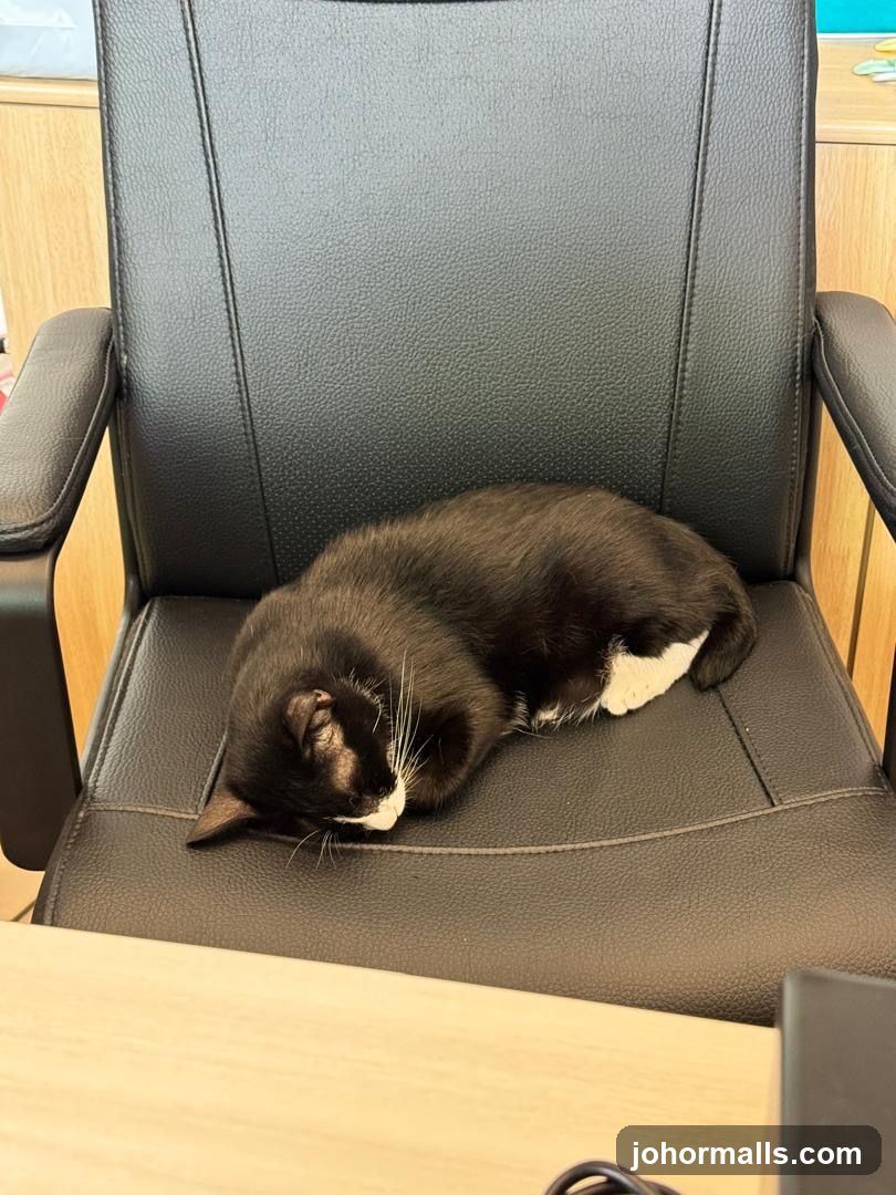 Cat sleeping on office chair