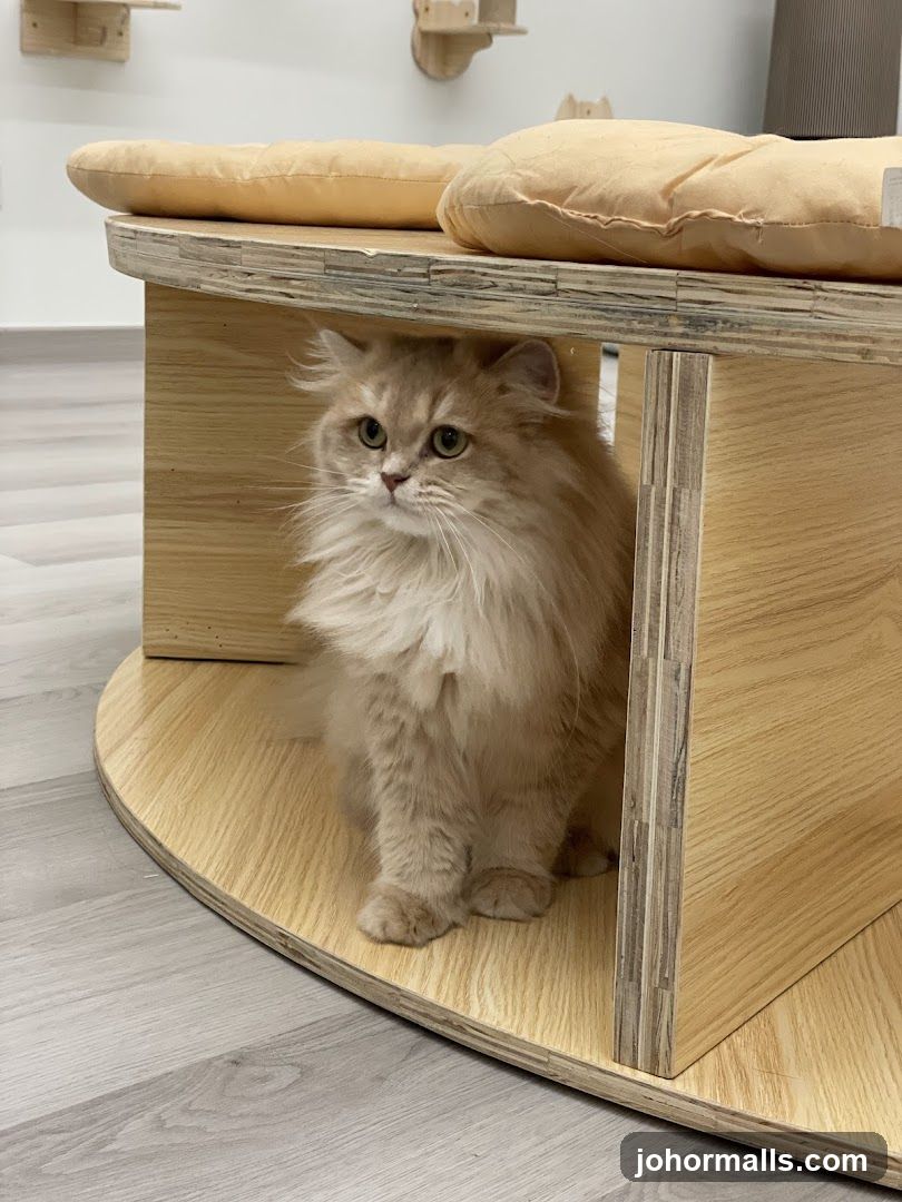 Fluffy Cat in Wooden Structure