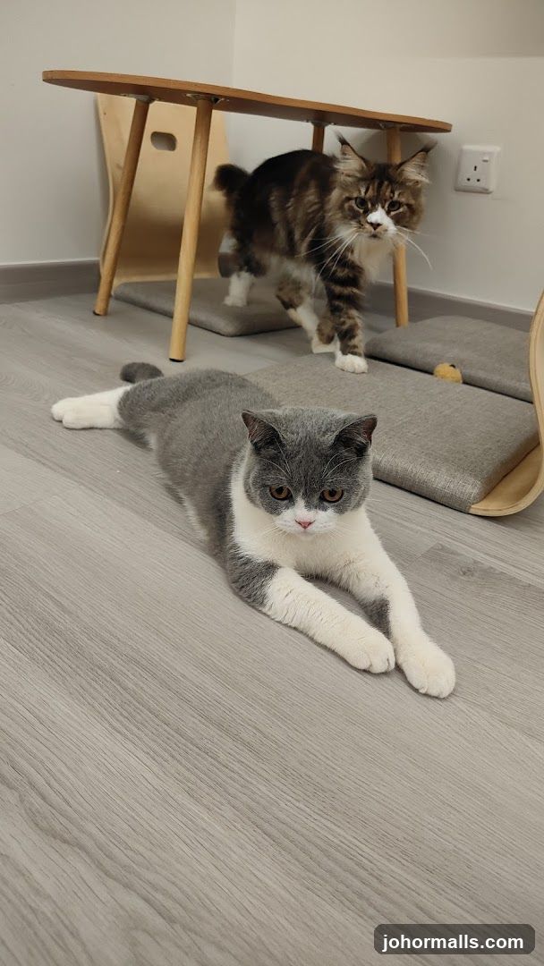Cats in a room