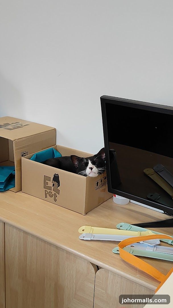 Cat in a box