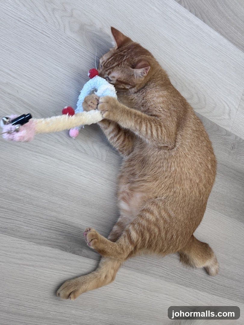 Cat playing with a toy